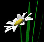 3dflower.jpg