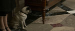 FANTASTIC_BEASTS.theatrical_00012734.jpg