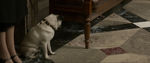 FANTASTIC_BEASTS.theatrical_00012798.jpg